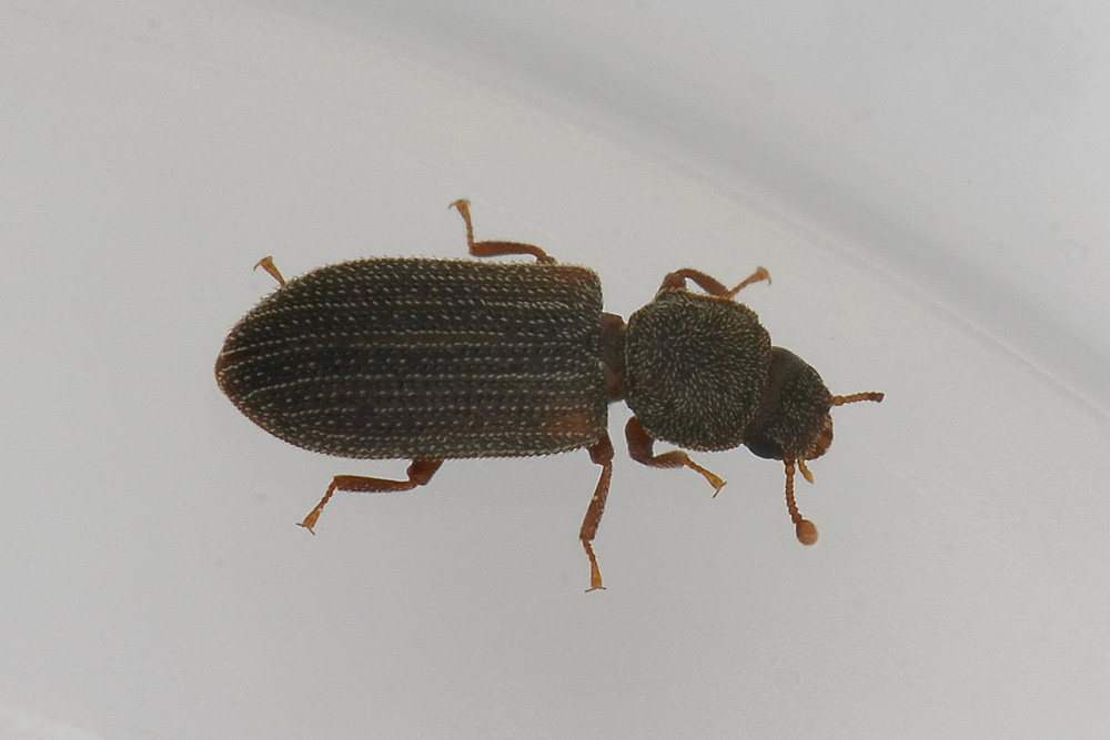 Synchita humeralis - Zopheridae, Colidiinae